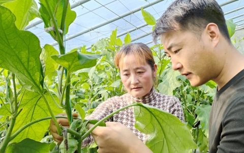 乡村致富带头人丨梁会玲：种出一方好“钱”景