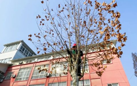 邳州苗木开启“过冬模式”